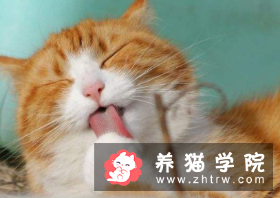 橘猫是什么品种？橘猫价格多少钱一只？