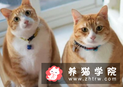 橘猫是什么品种？橘猫价格多少钱一只？