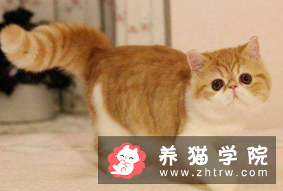 加菲猫流黄脓眼屎怎么办？